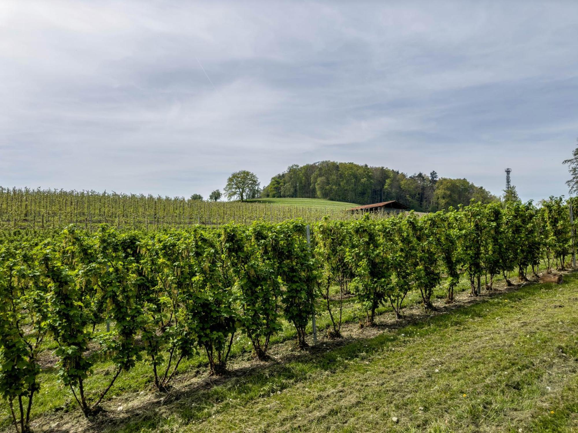 Ferienwohnung Lang Kressbronn am Bodensee Εξωτερικό φωτογραφία